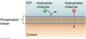 Hydrophilic and hydrophobic hormone interaction with the plasma membrane