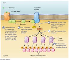 Hydrophilic hormone mechanism of action via second-messenger system