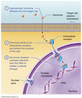 Mechanism of action of hydrophobic hormones via intracellular receptor