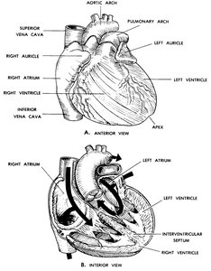 Human heart, anterior and interior views