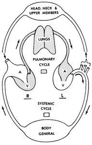 Cardiovascular circulatory patterns