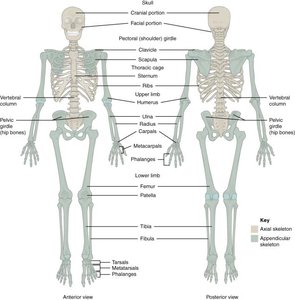 Labeled diagram of the axial and appendicular skeleton