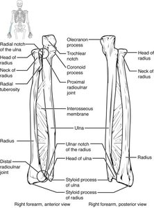 Labeled diagram of the radius and ulna, anterior and posterior views