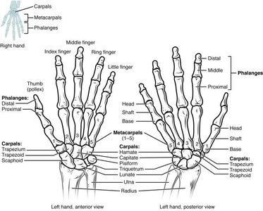 Labeled diagram of the bones of the hand