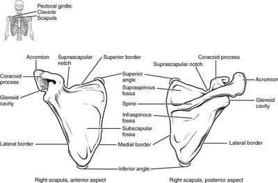 Labeled diagram of the scapula, anterior and posterior views