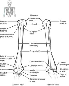 Labeled diagram of the humerus, anterior and posterior views