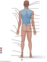Unlabeled posterior body regions diagram