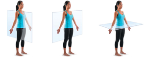Body planes: frontal, sagittal, and transverse