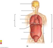 Anterior view of body cavities