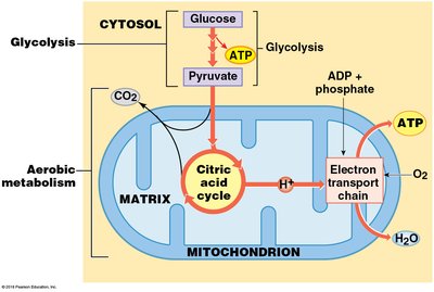 Diagram of glycolysis and aerobic metabolism in mitochondria