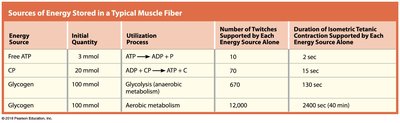 Table of energy sources in muscle fibers