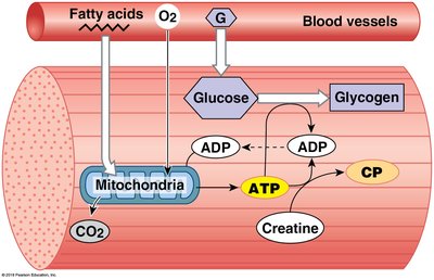 Muscle metabolism at rest