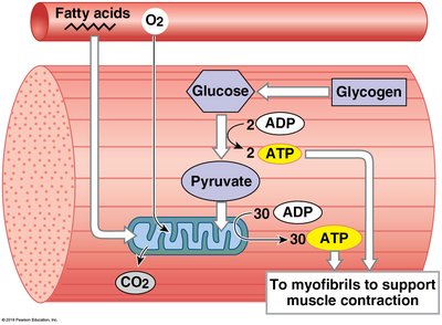 Muscle metabolism at moderate activity