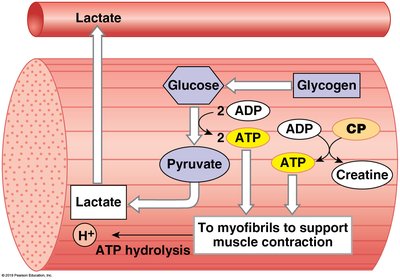 Muscle metabolism at peak activity