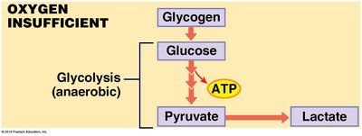 Glycolysis and lactate production under oxygen insufficiency