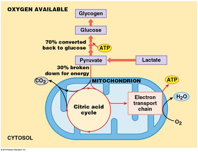 ATP production when oxygen is available