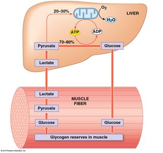 The Cori cycle: lactate shuttling between muscle and liver