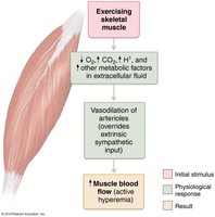 Active hyperemia in skeletal muscle