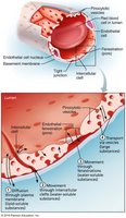 Capillary transport mechanisms