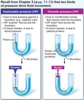 Bulk flow across capillary walls