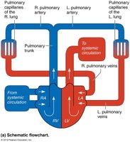 Pulmonary circulation schematic
