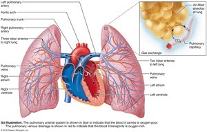 Pulmonary circulation illustration