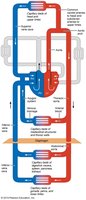 Systemic circulation overview