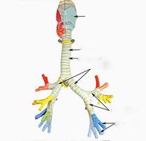 Bronchial tree model showing trachea, bronchi, and bronchioles