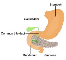Diagram of stomach, gallbladder, common bile duct, duodenum, and pancreas