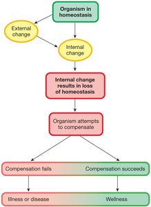 Homeostasis compensation flowchart