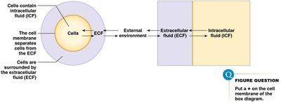 ECF and ICF compartments