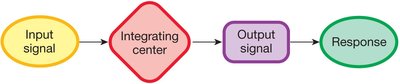 Local and reflex control diagram