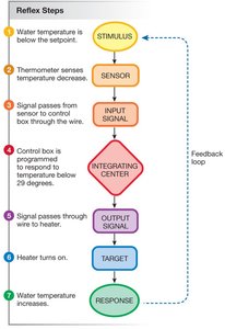 Positive feedback loop diagram