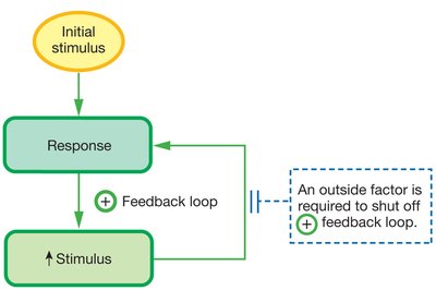 Positive feedback loop in childbirth