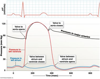 Electrical events and pressure changes in the heart