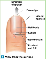 A finger with a fingernail and labeled parts: free edge, nail body, lunula, eponychium, proximal nail fold