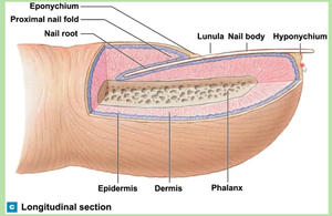 Longitudinal section of a finger showing nail root, nail body, lunula, hyponychium, epidermis, dermis, and phalanx