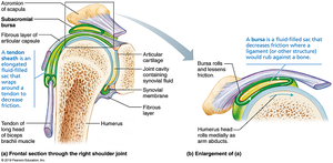 Bursae and tendon sheaths in the shoulder joint