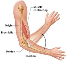 Origin and insertion of muscle at a joint