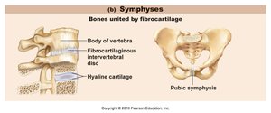 Symphyses: intervertebral disc and pubic symphysis