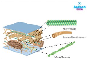 Diagram of cytoskeletal elements: microtubules, intermediate filaments, and microfilaments