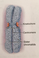Diagram of a chromosome showing kinetochore, centromere, and sister chromatids