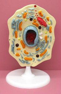 Cell model showing organelles