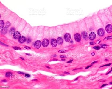 Simple columnar epithelium