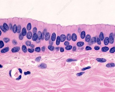 Stratified columnar epithelium