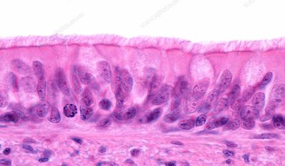 Pseudostratified ciliated columnar epithelium