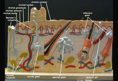 Skin model with labeled structures
