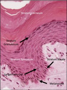 Histology of epidermal layers