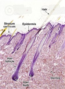 Histology of hair follicle and skin layers