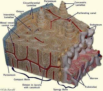 Bone model showing labeled structures